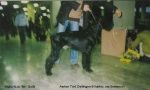 Aerton Trot Deilengen